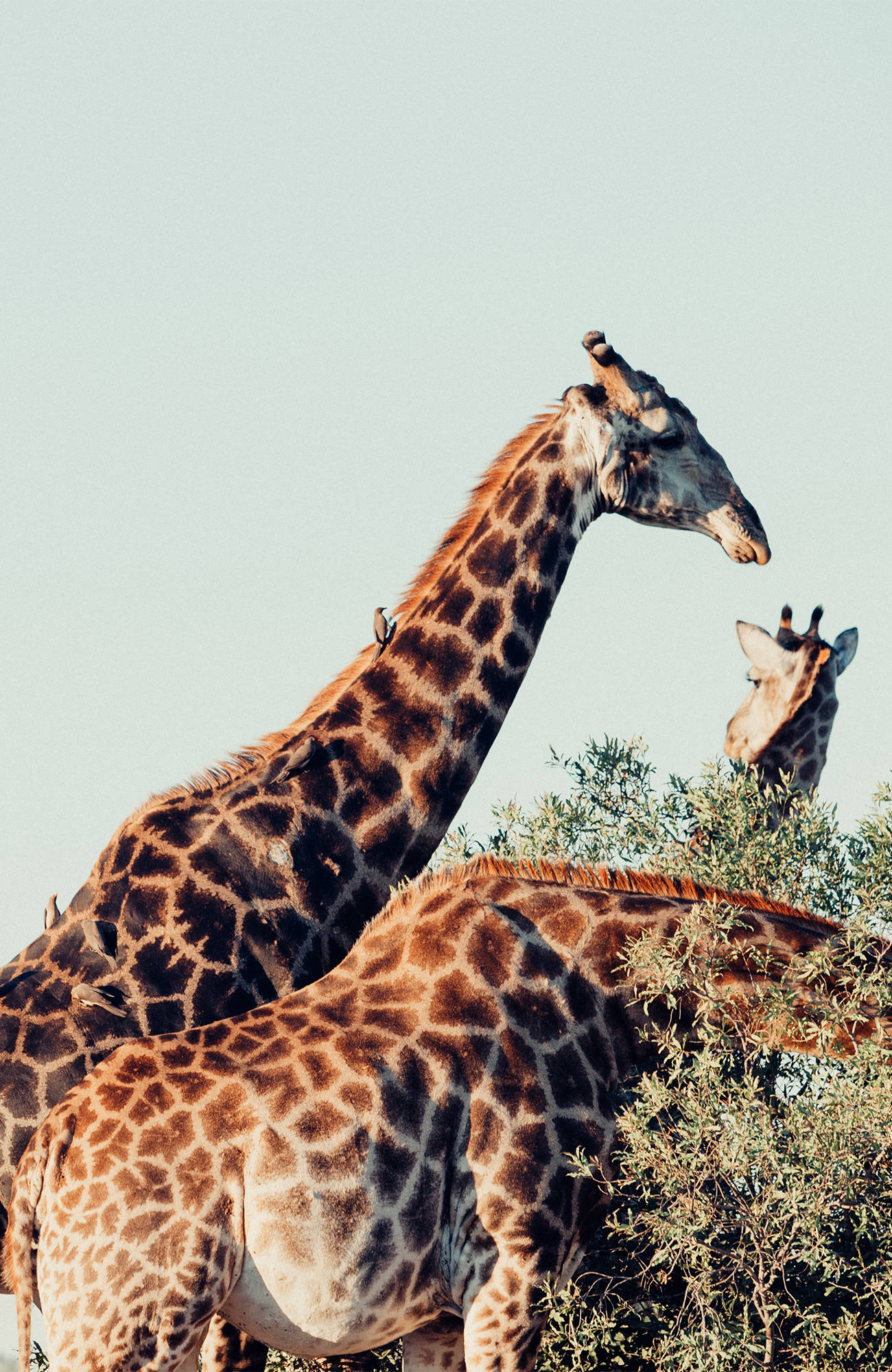Två giraffer betar på ett högt träd i en nationalpark i Sydafrika.