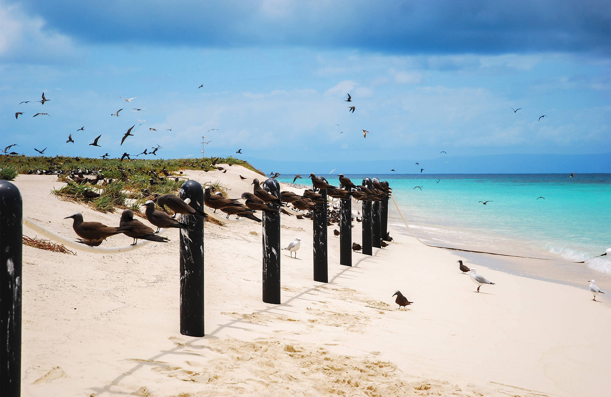 cairns-australia-birds-sitting-rope-beach-cover