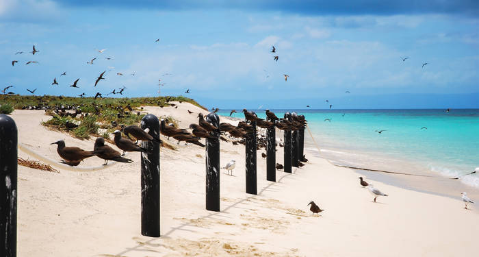 En strand i Cairns men fåglar och turkost vatten.