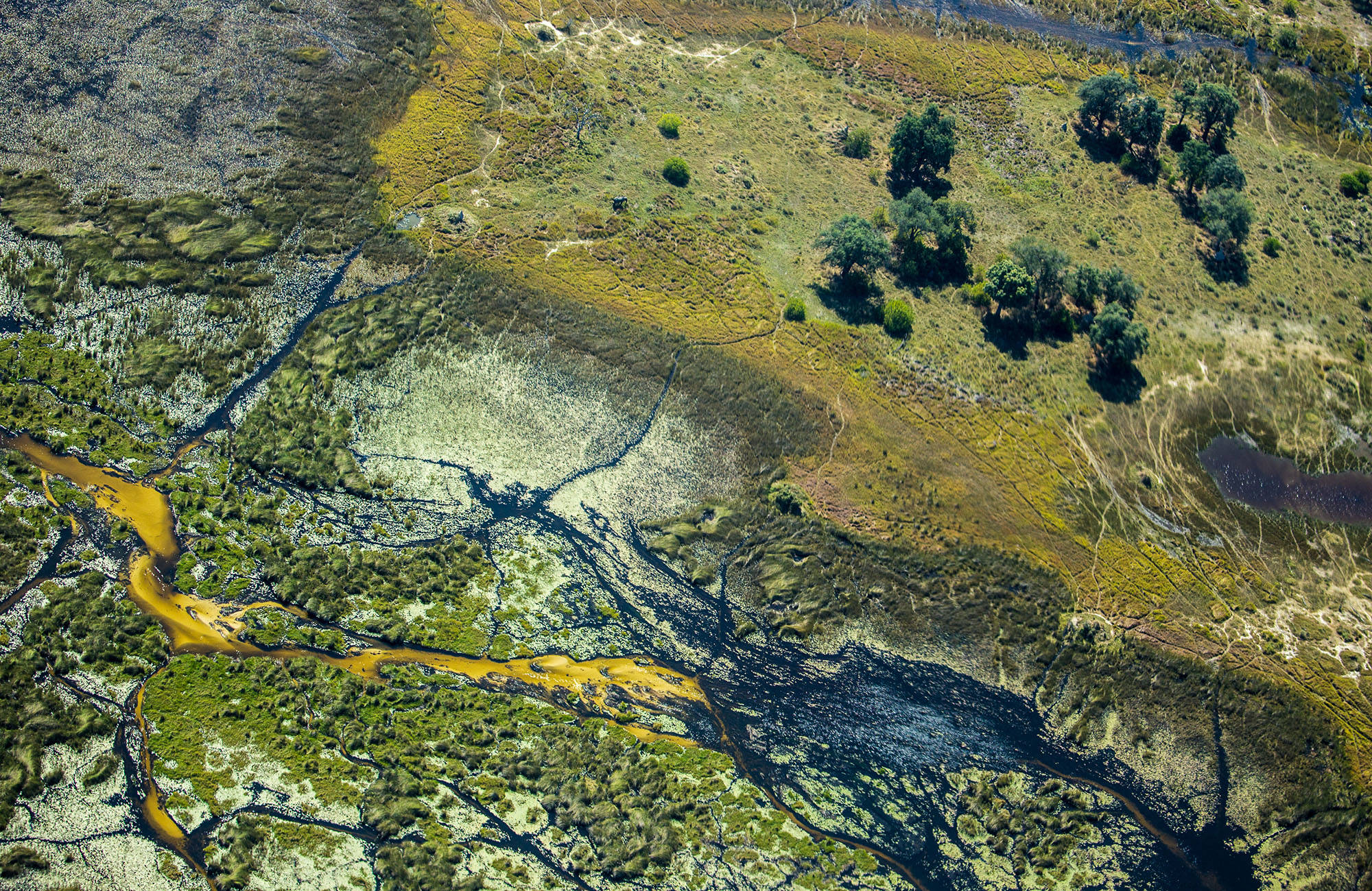Okavanga Delta under din resa till Botswana | Safari i Botswana