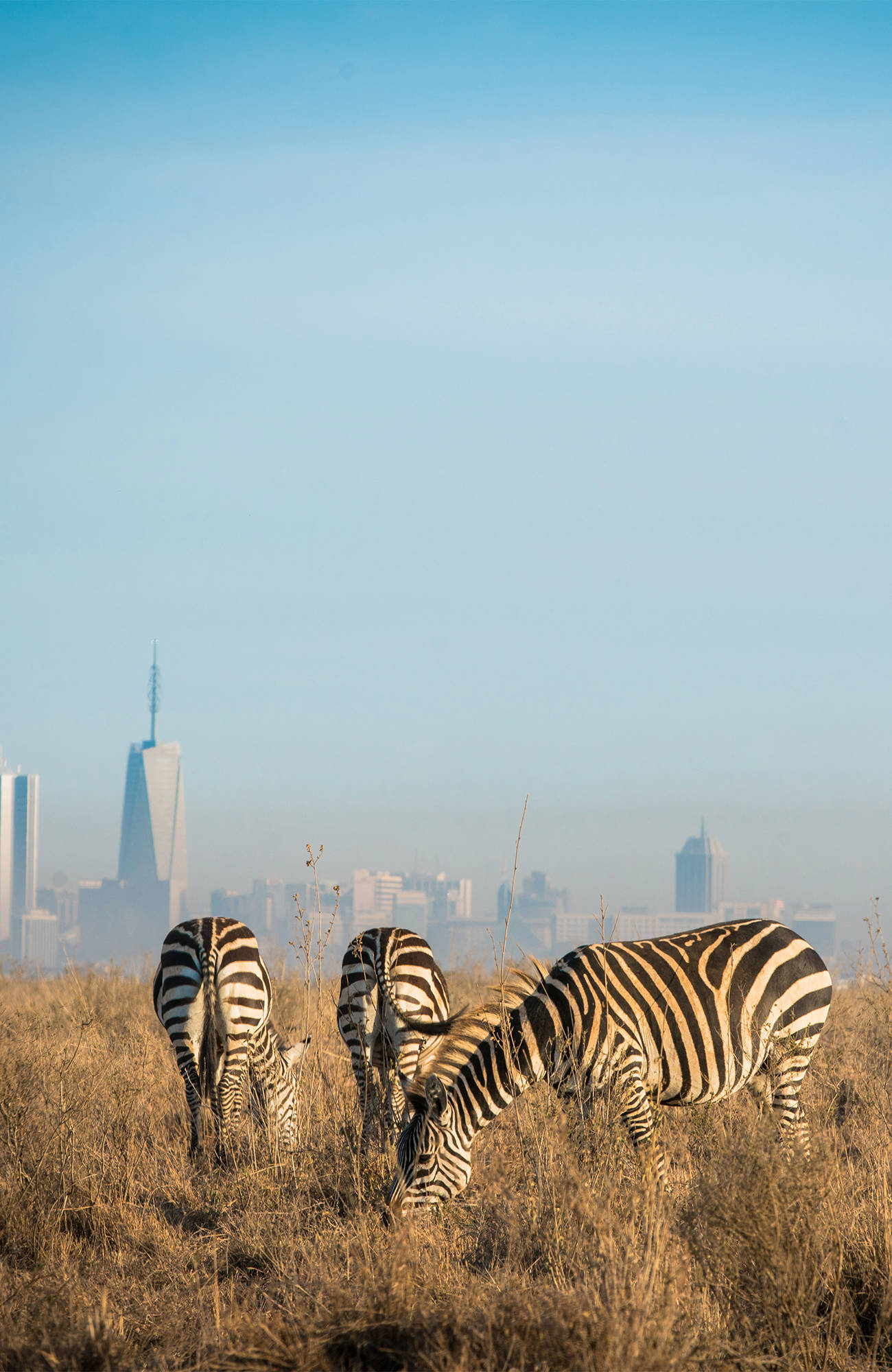 nairobi-kenya-zebras-cityline-sidebar