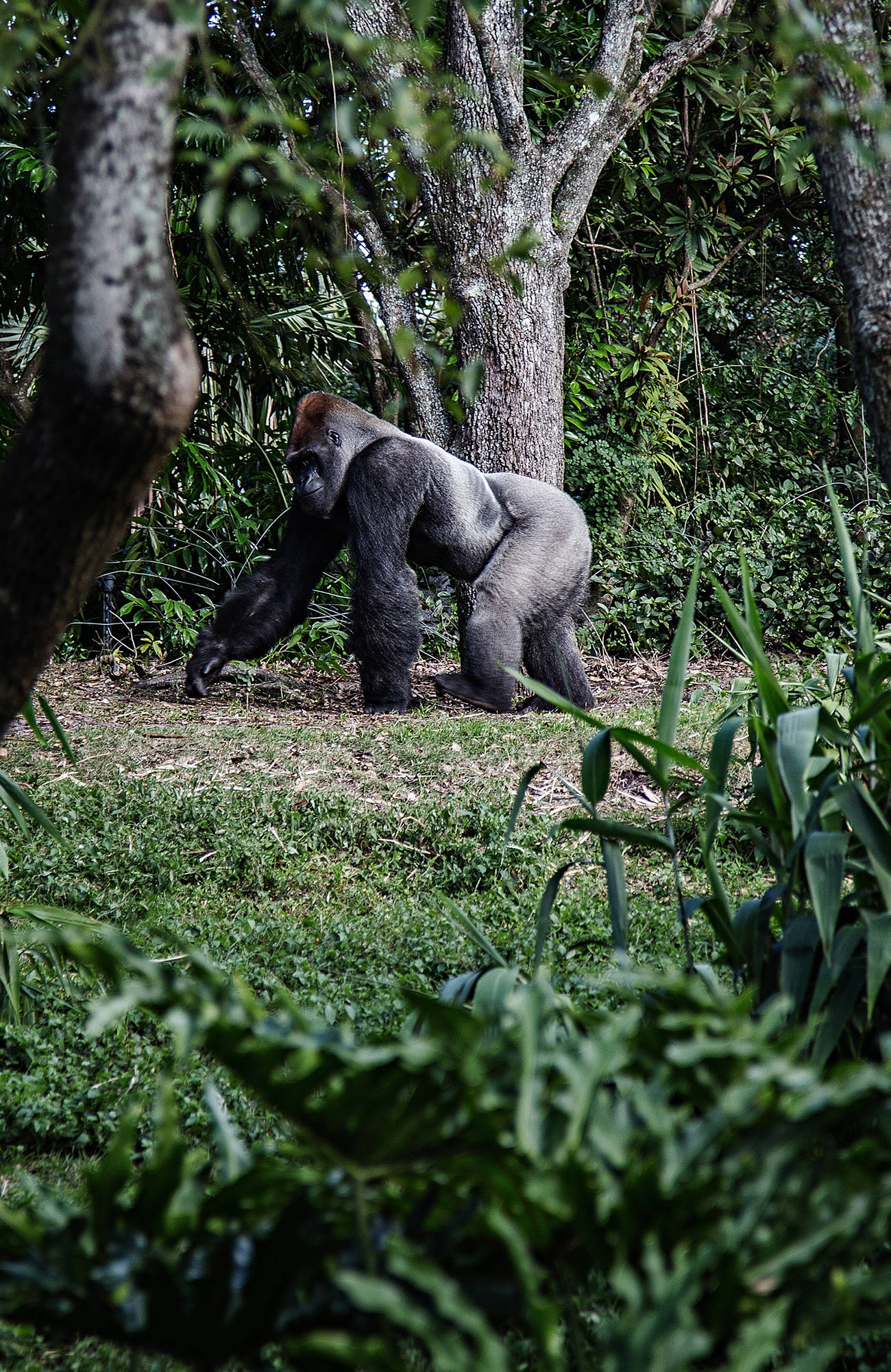 se gorillor i Uganda