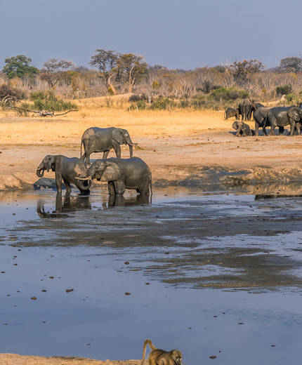 Åk på Safari i Zimbabwe och se både elefanter och babianer.