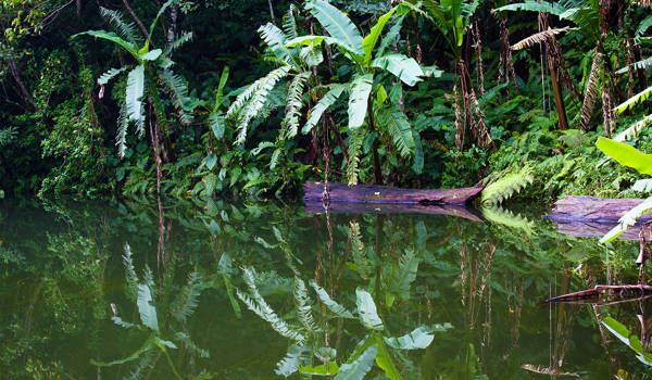 dumaguete-philippines-lake-balinsasayao-jungle-canoe-cover