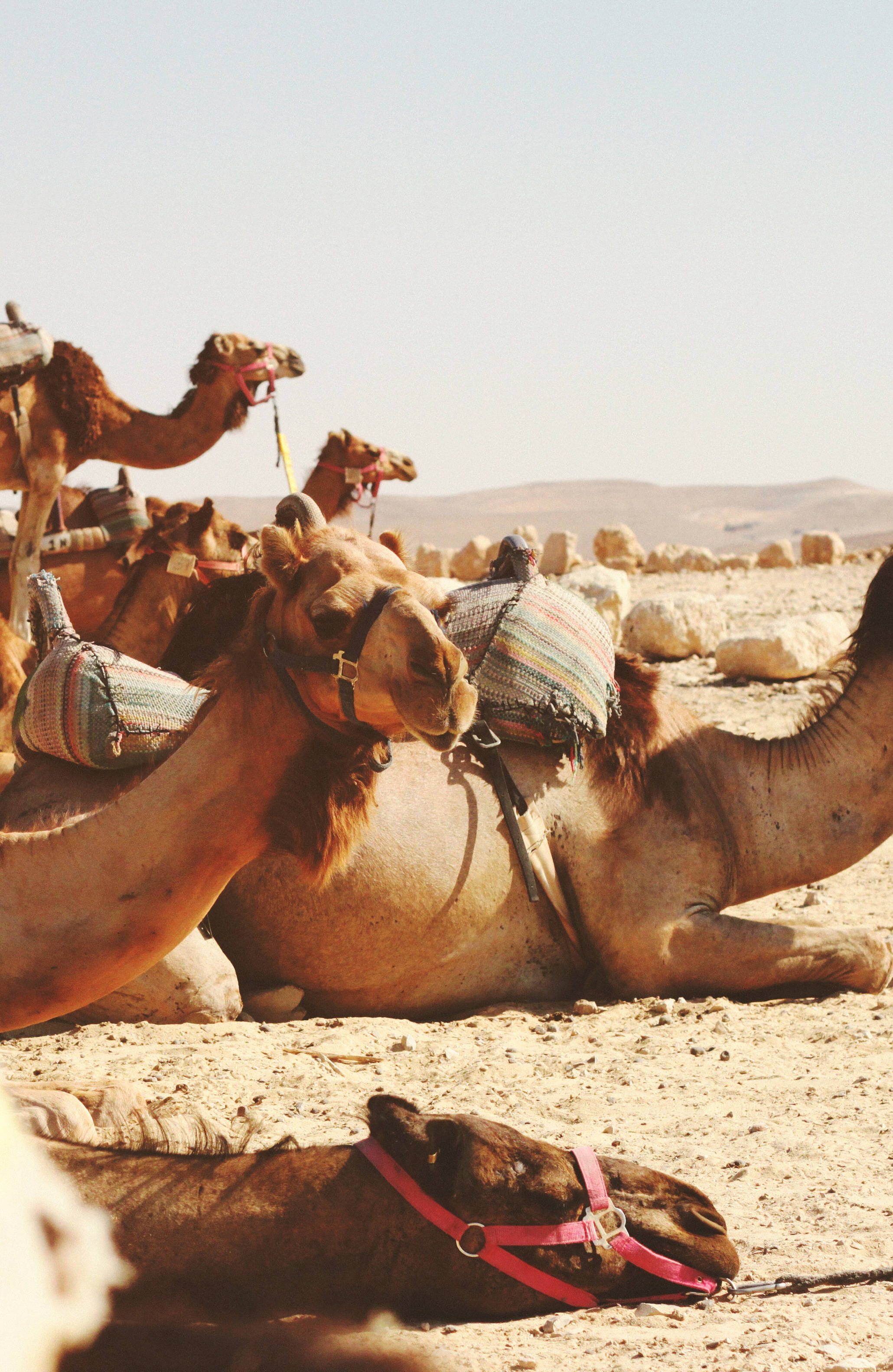 dubai-camels-sidebar