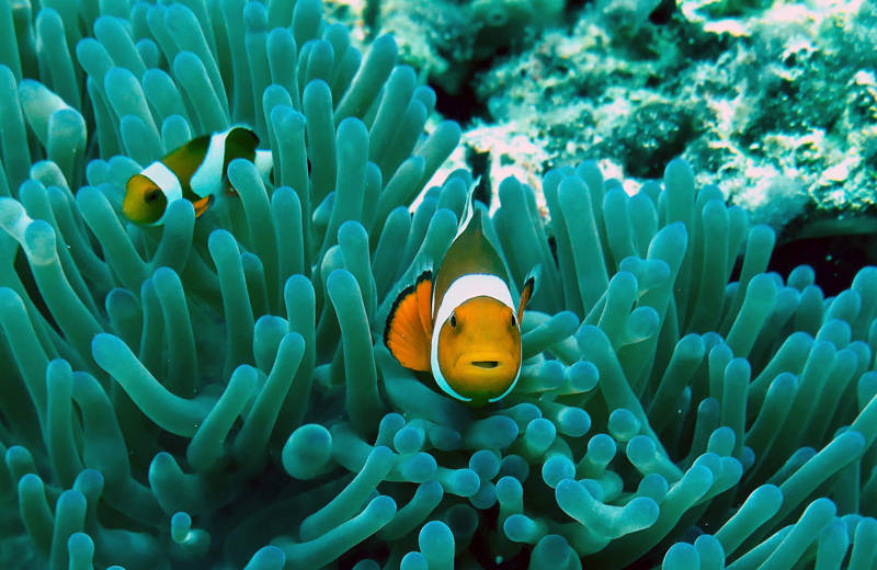 diving-philippines-clown-fish-and-coral-cover