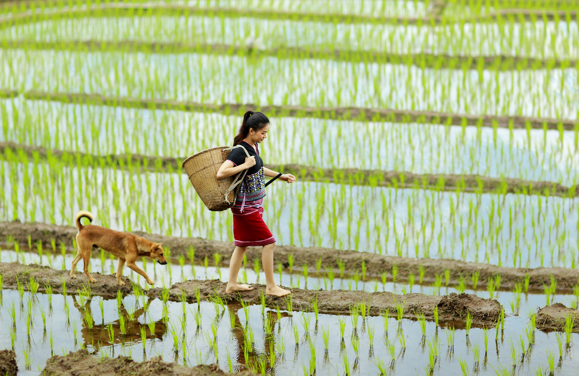 Trekking från Chiang Mai, Thailand