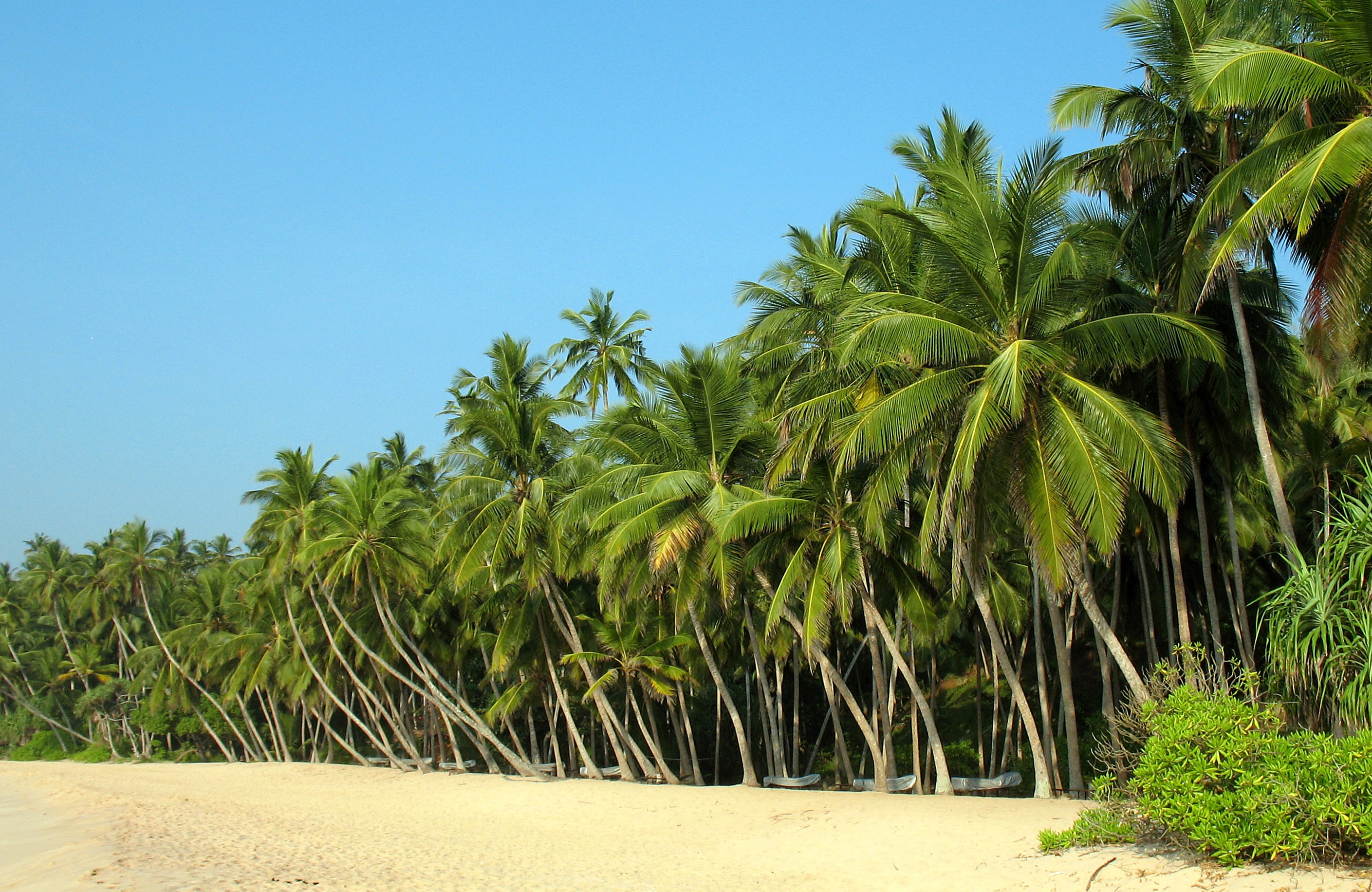 sri-lanka-beach-palmtrees-cover
