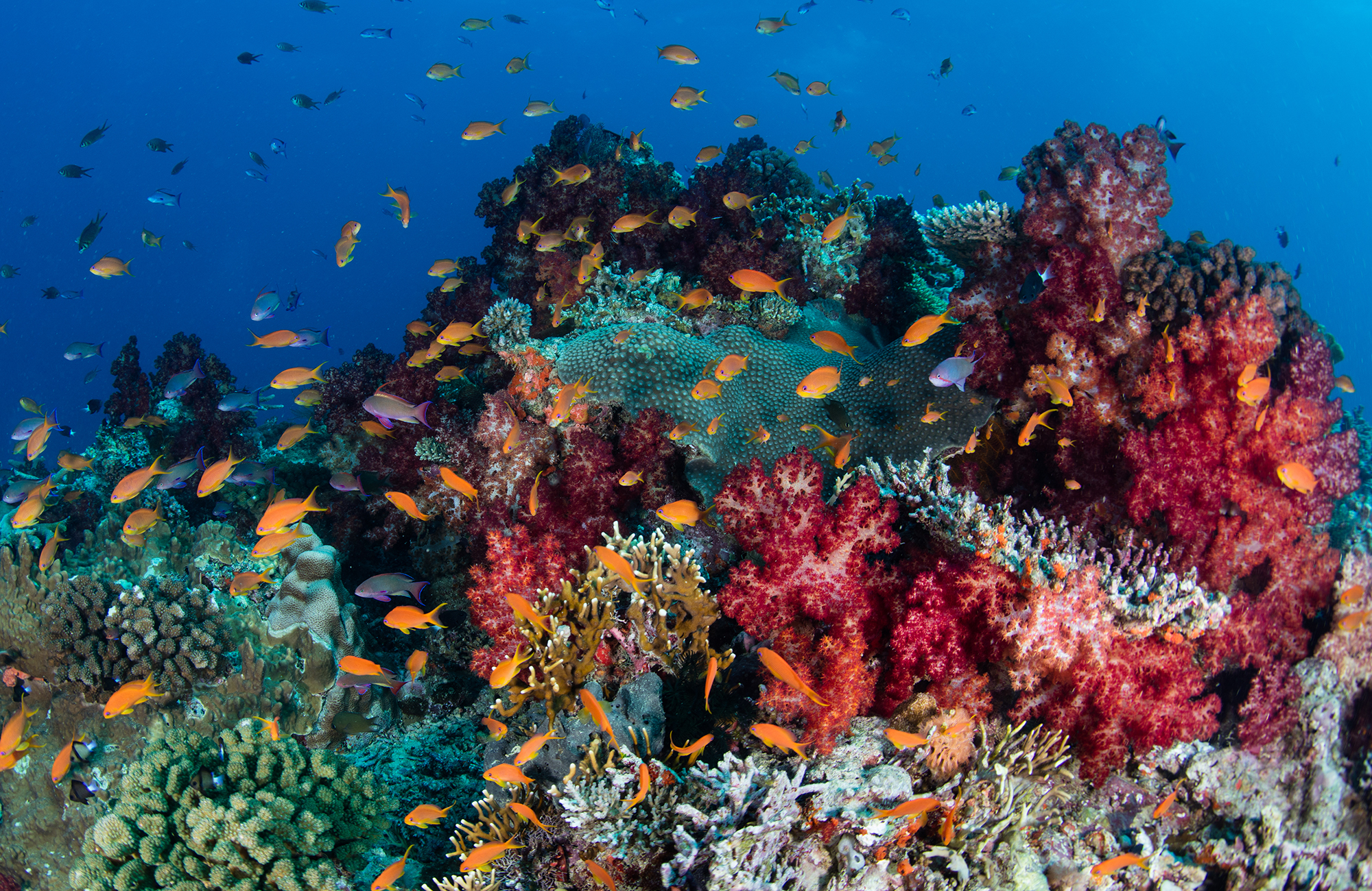 Korallrev - Fiji är lika fantastisk i havet som på land!