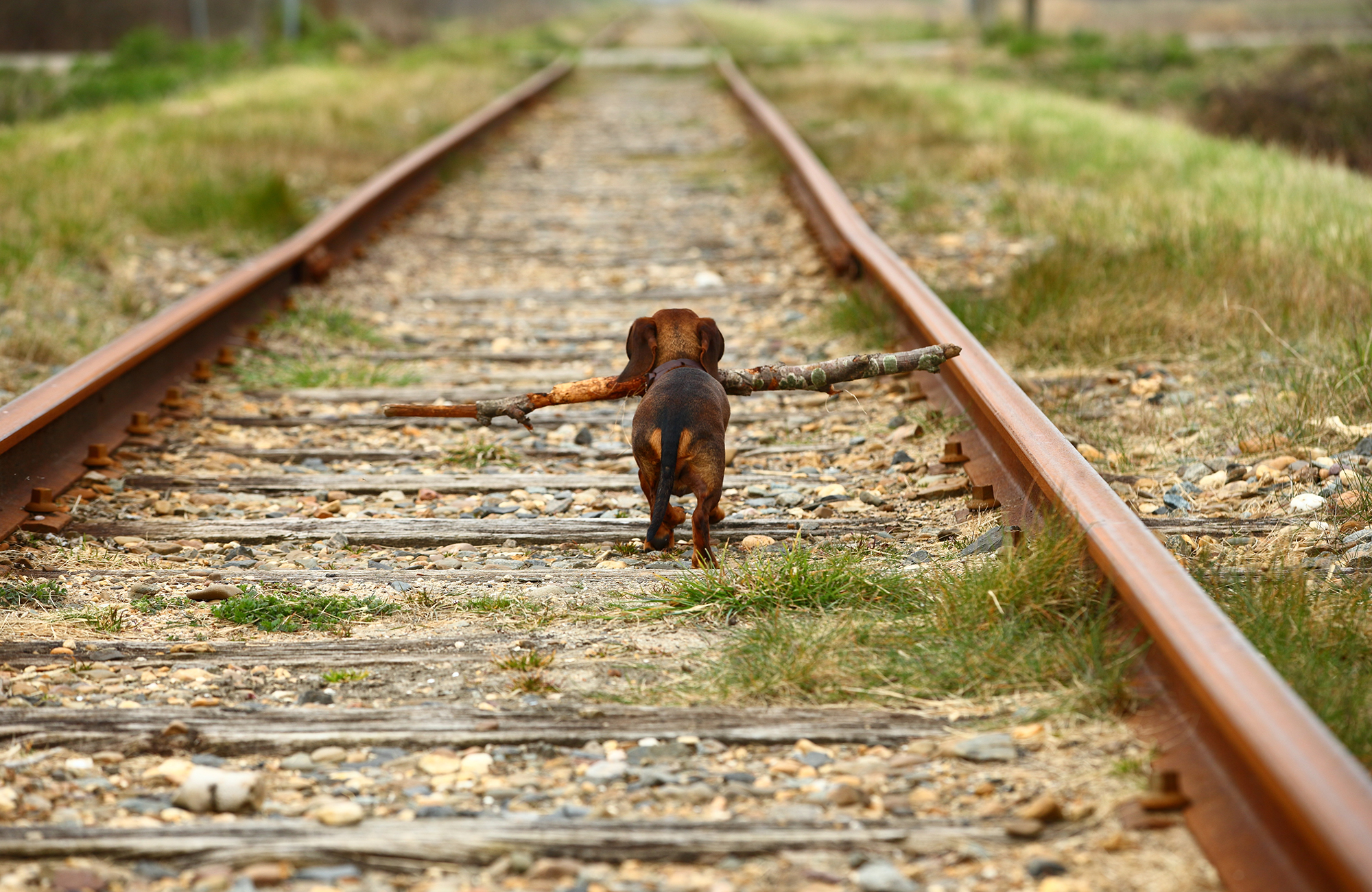 Söt hund järnväg