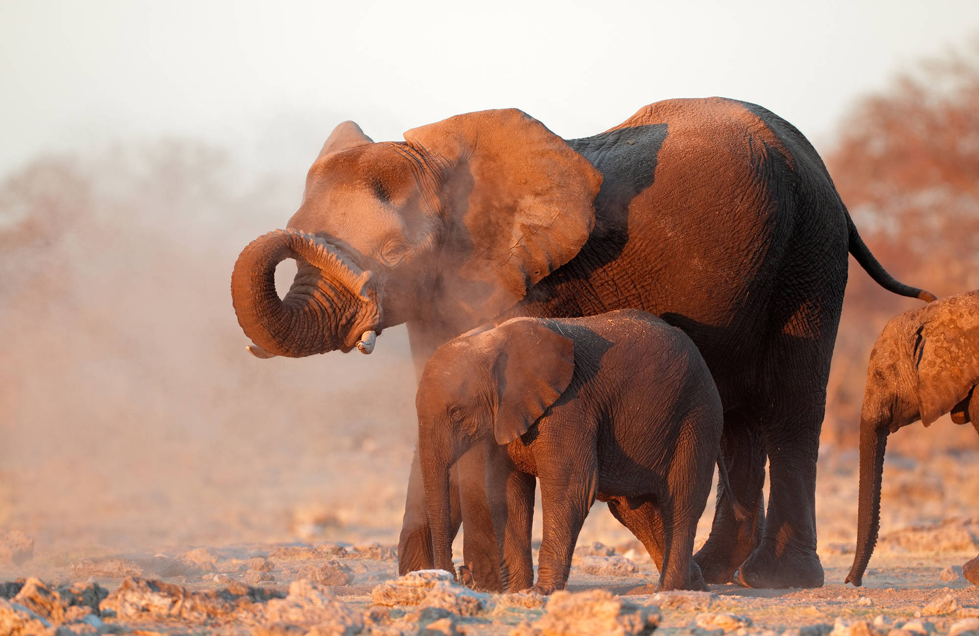 elefant med unge i etosha national park i namibia