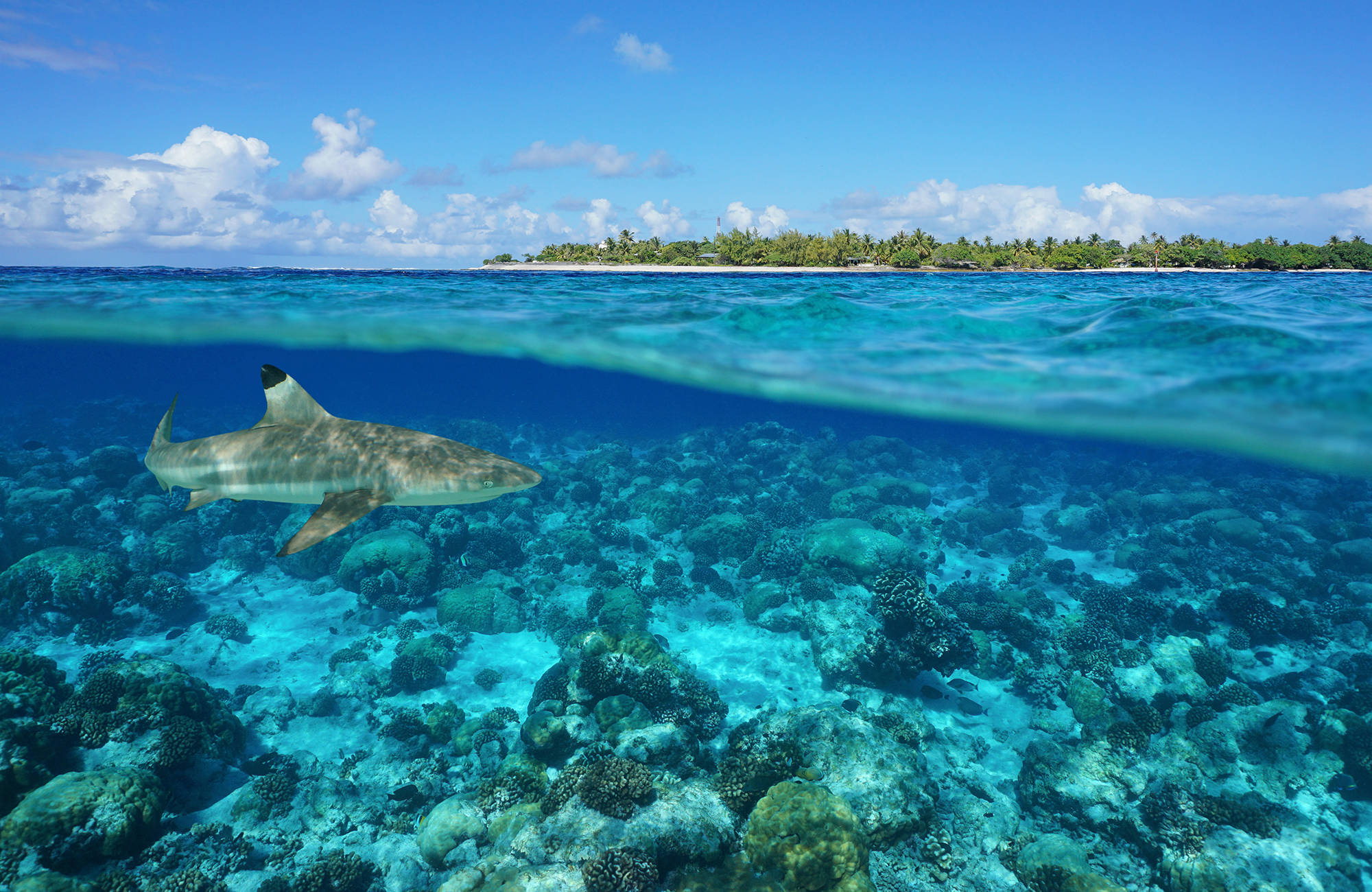 Vacker under ytan när du dyker på Tahiti | Tahiti resa