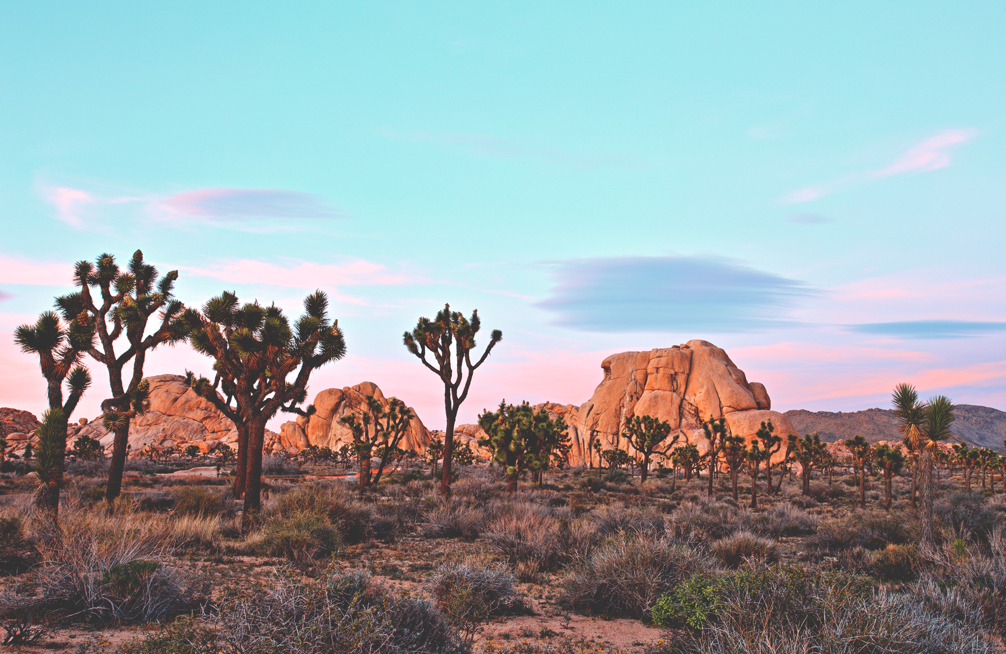 Joshua Tree National Park undr din roadtrip genom USA