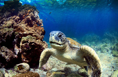 Havssköldpaddor och jättesköldpaddor på Galapagosöarna