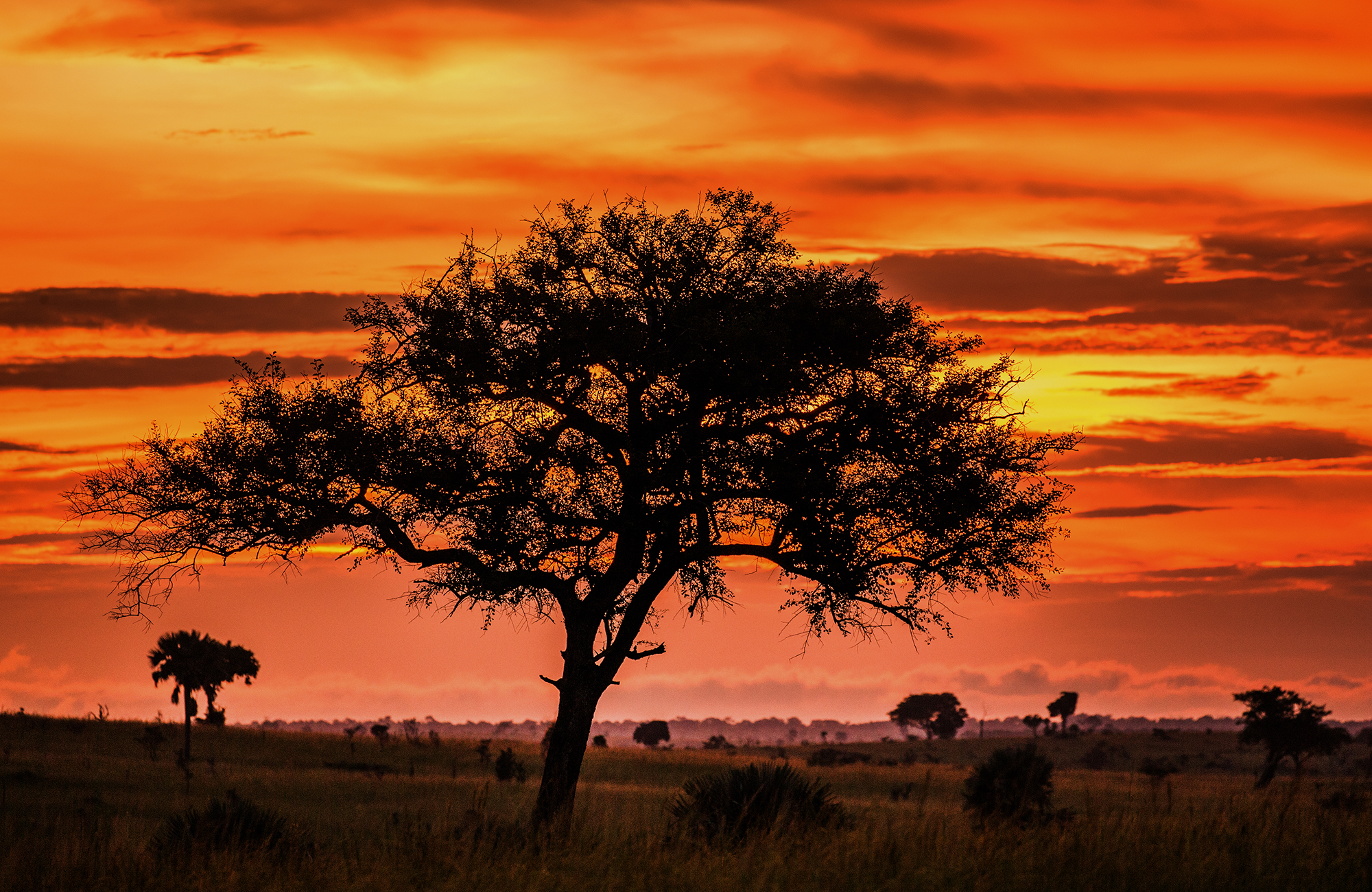 En savann i solnedgången under safari i Uganda.