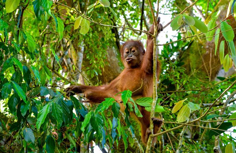 Orangutan hanging in a tree on Sumatra, Indonesia
