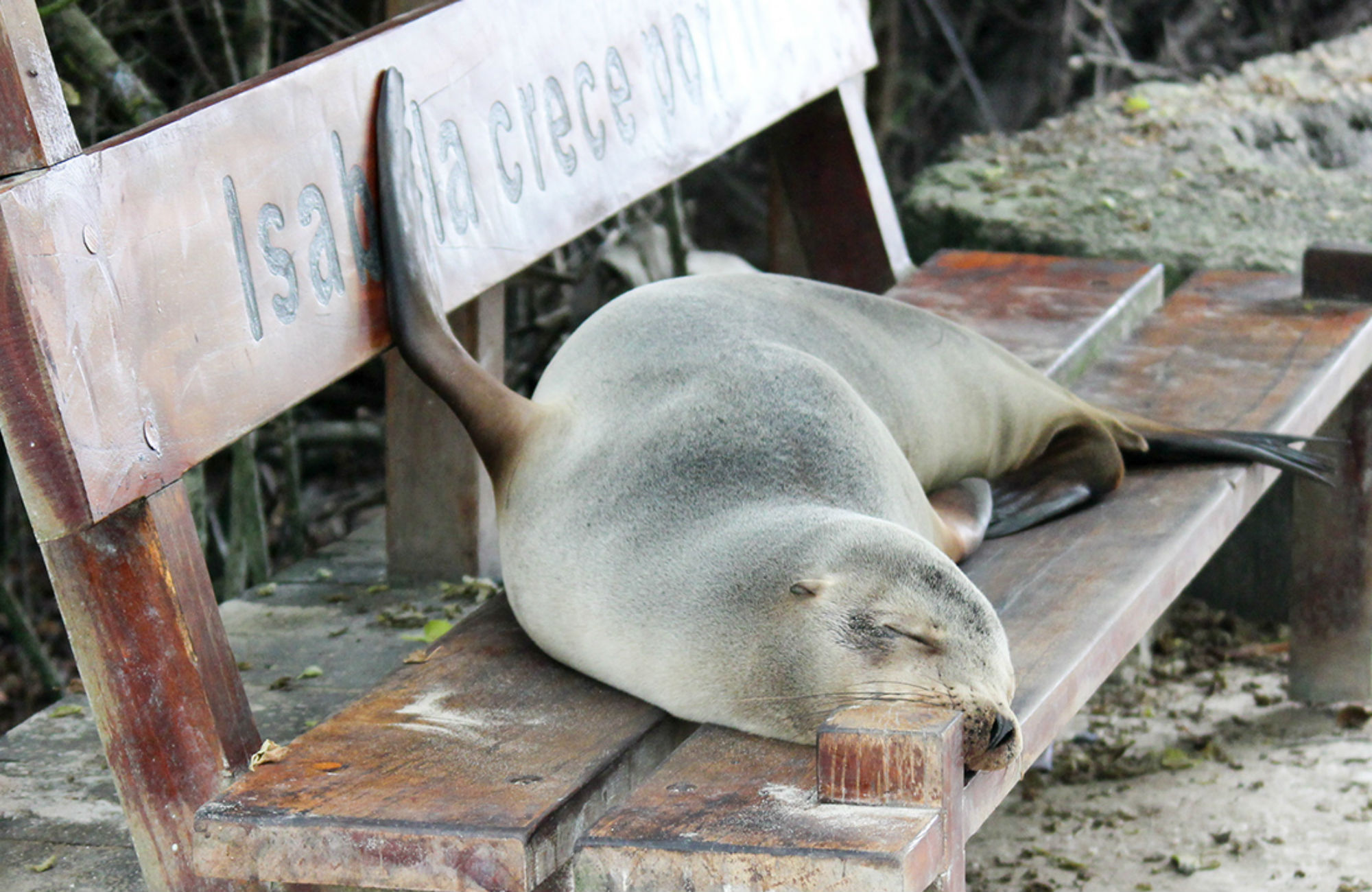 Sovande säl på Galapagos