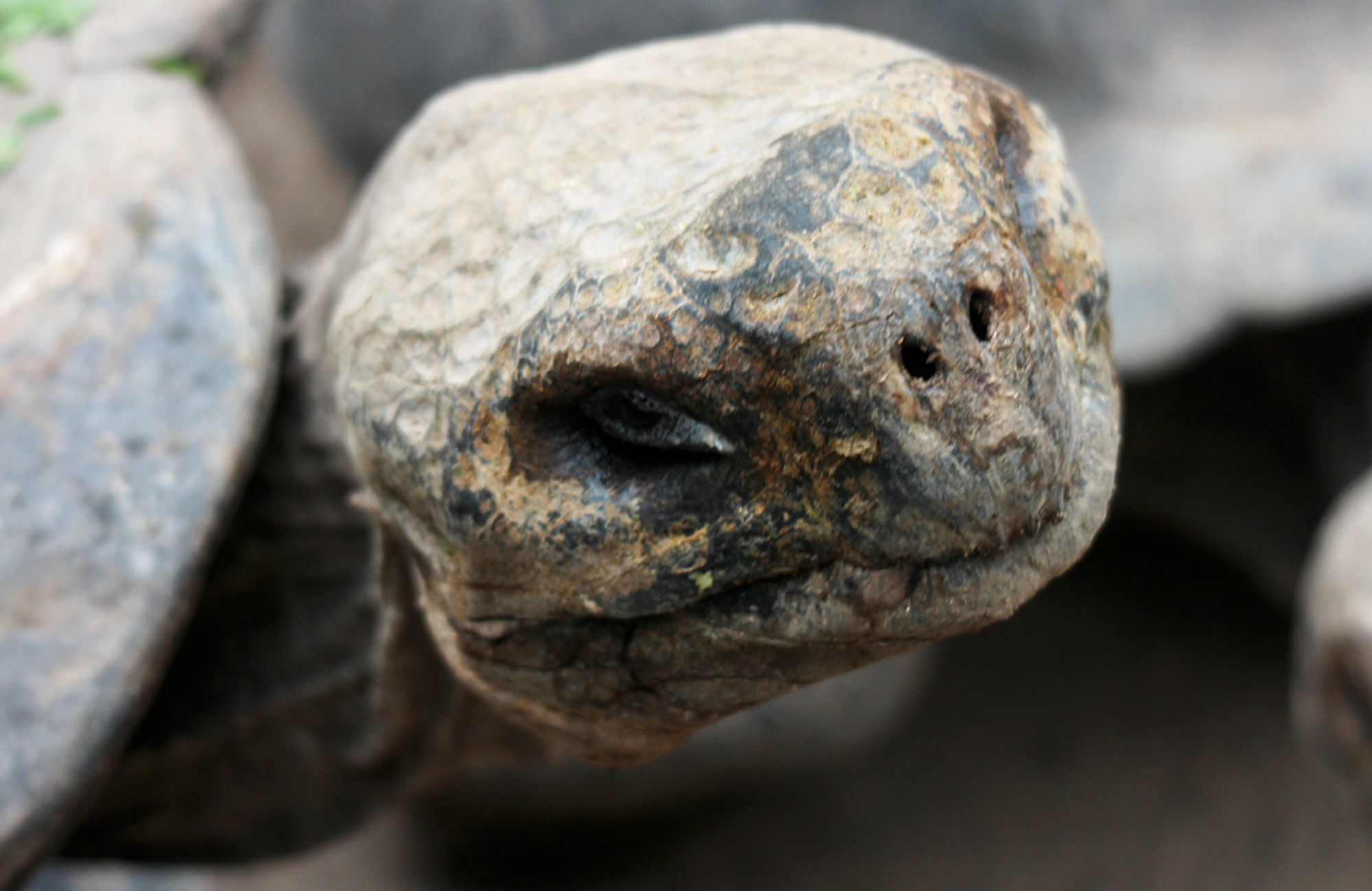 Sköldpadda på Galapagos