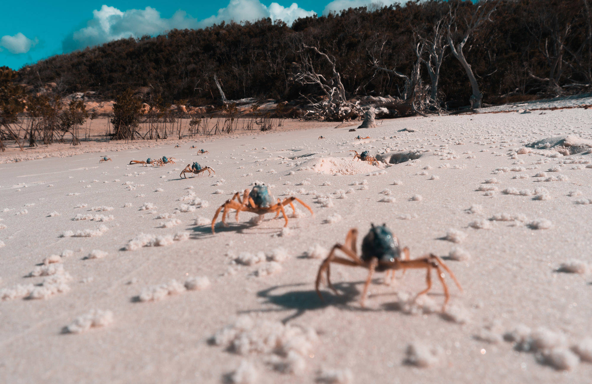 två krabbor i sanden på fraser island