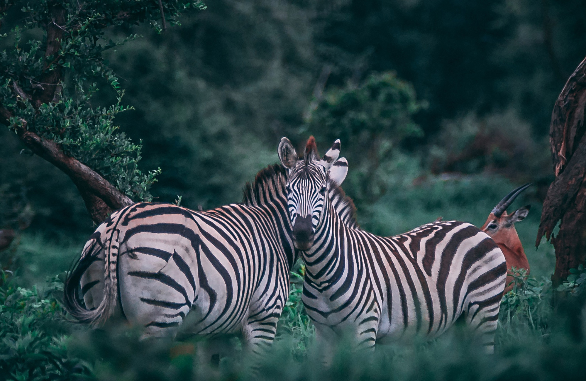travel-inspiration-green-lush-zebras