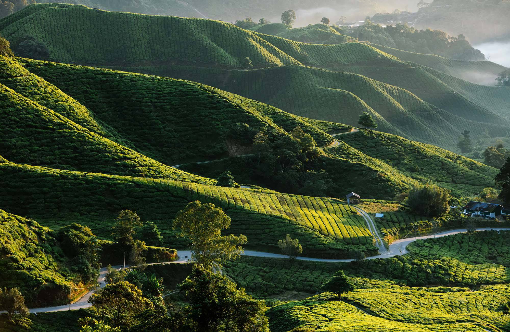 vackra gröna fält i malaysia