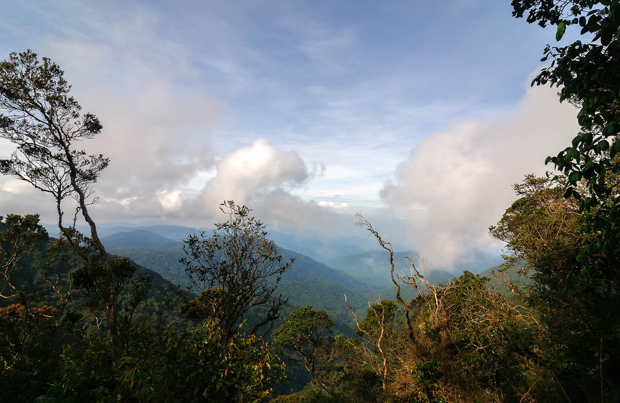 Trekka i Cameron Highlands