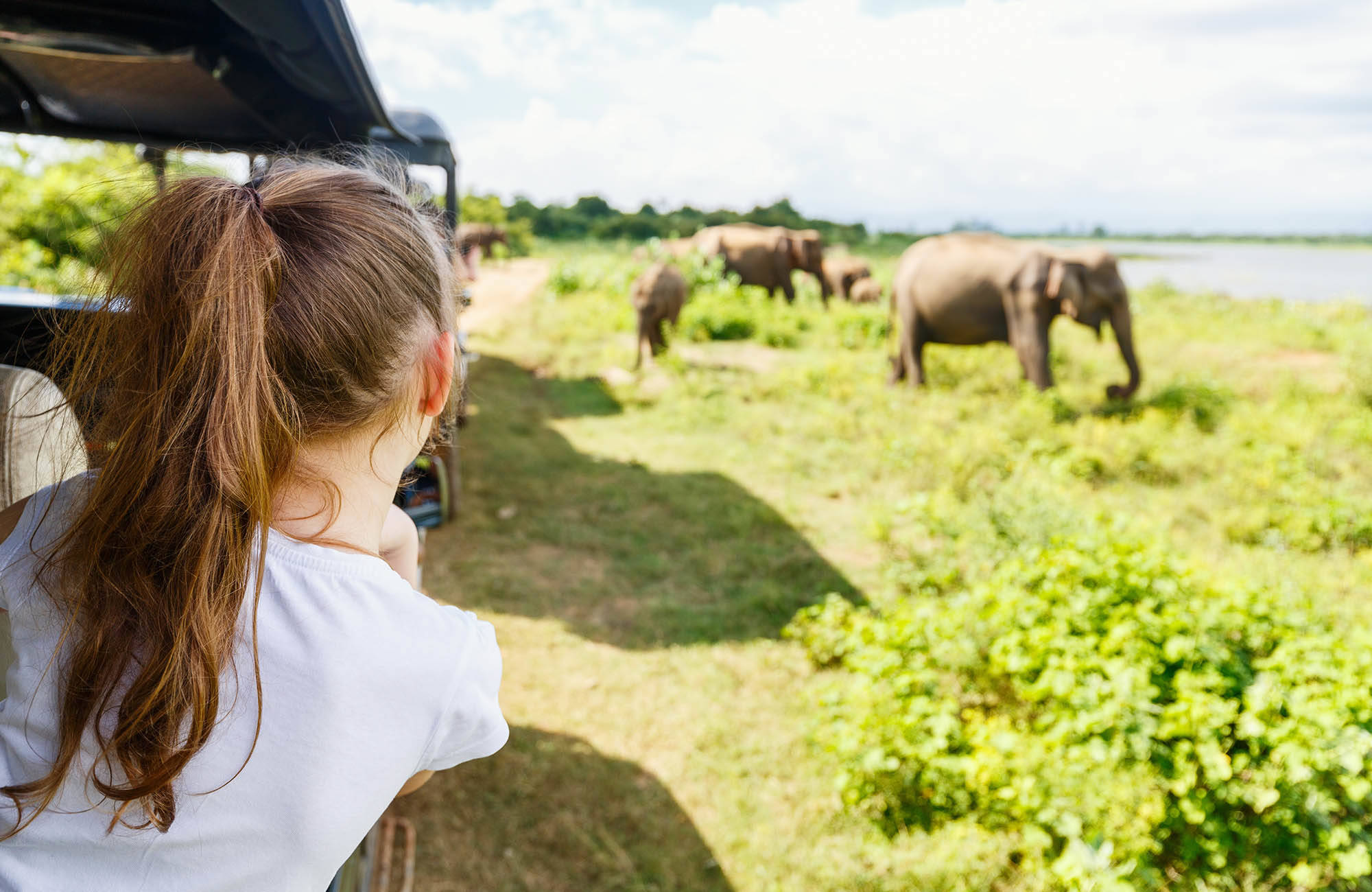 sri-lanka-udawalawa-national-park-elephants-safari