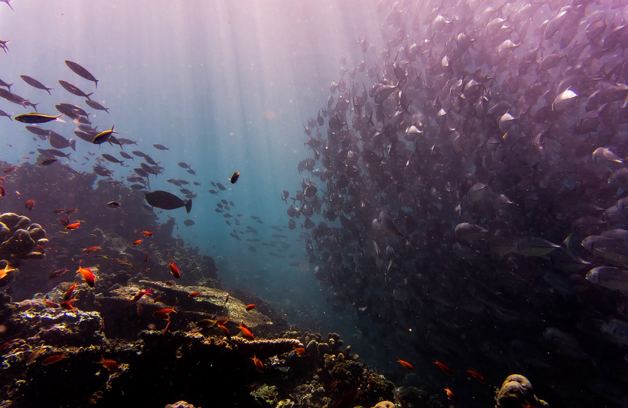 Dyka i Sipadan, Malaysia