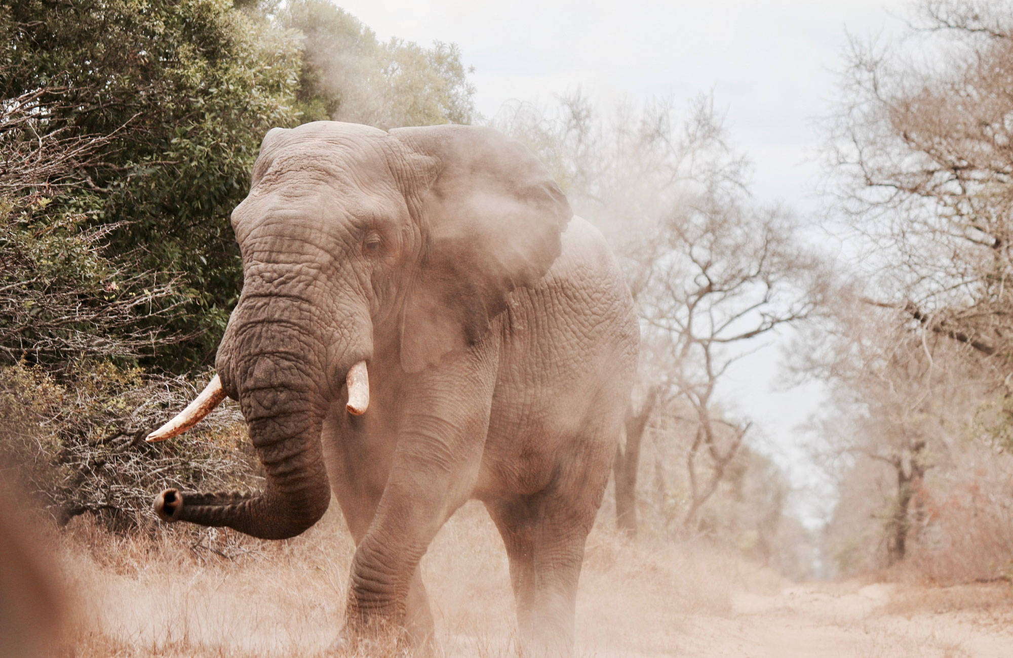 Elefant i dammig väg i Sydafrika.