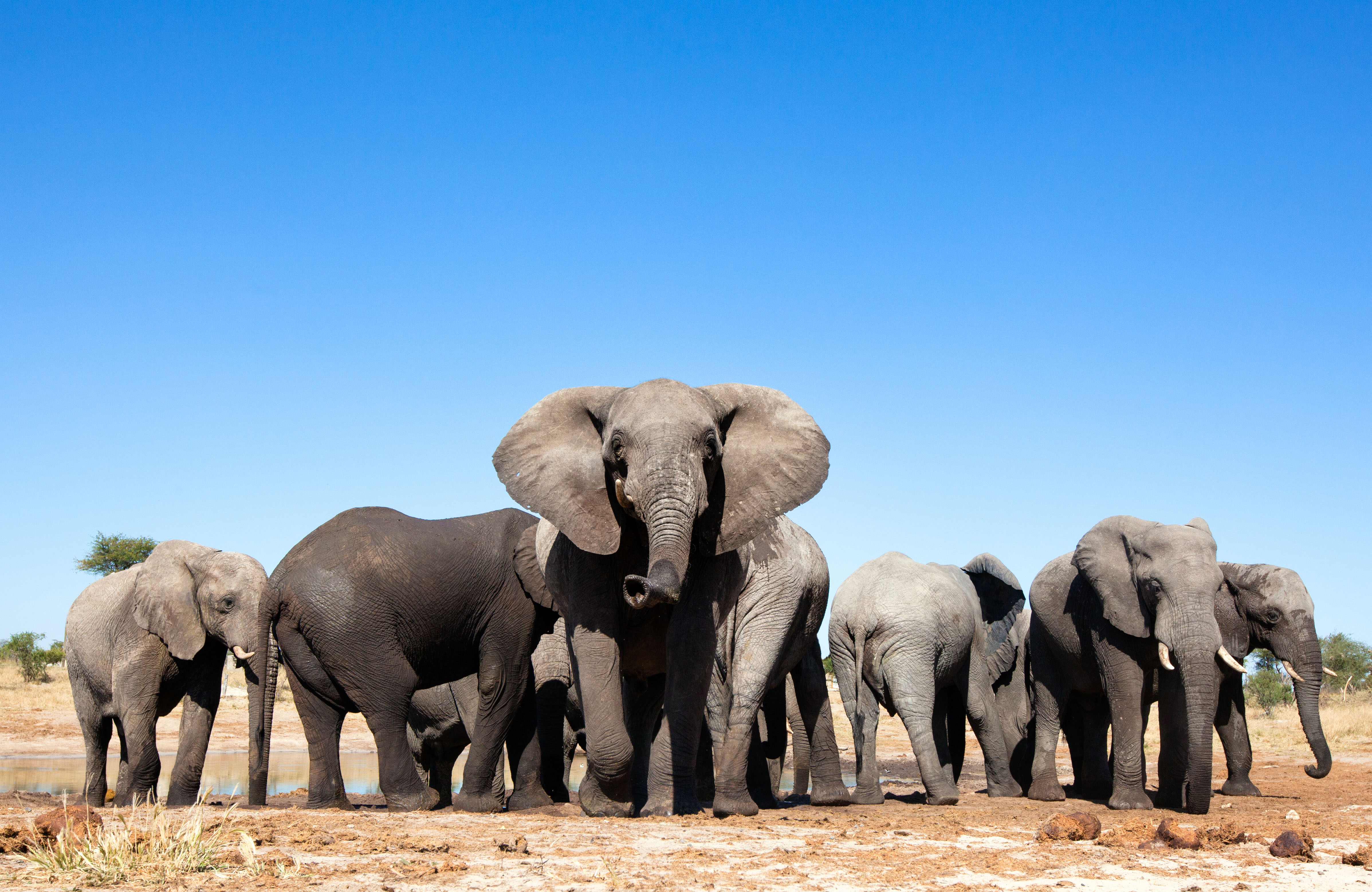 En flock med elefanter i ett torrt landskap,