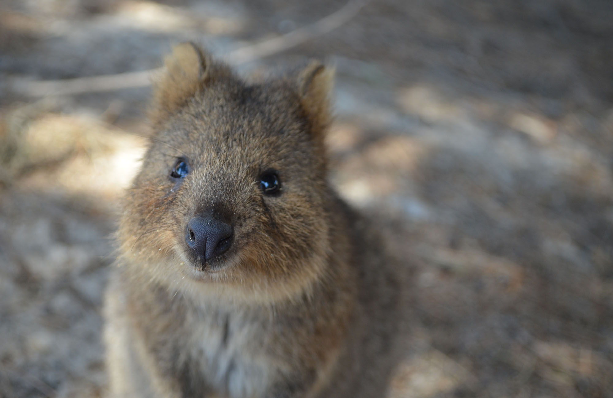 australia-quokka-close-up-cover