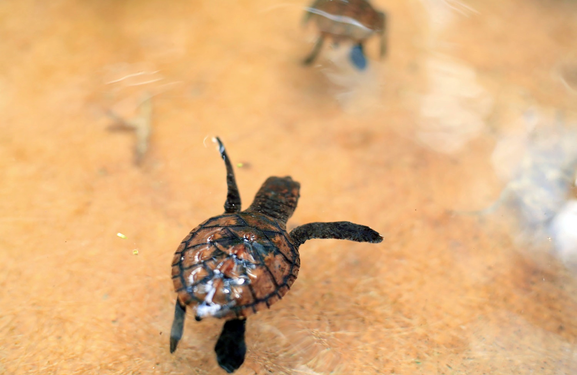 volunteering-bali-turtle-cover