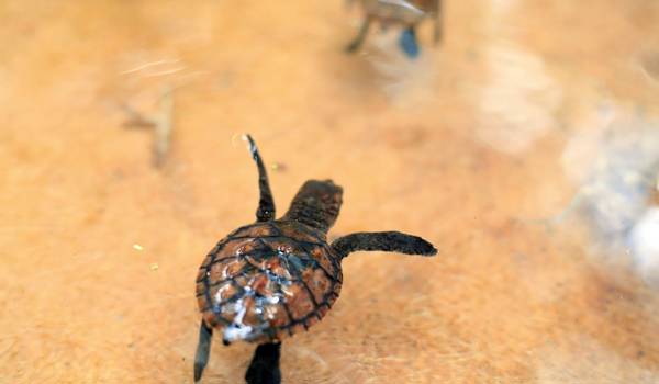 volunteering-bali-turtle-cover