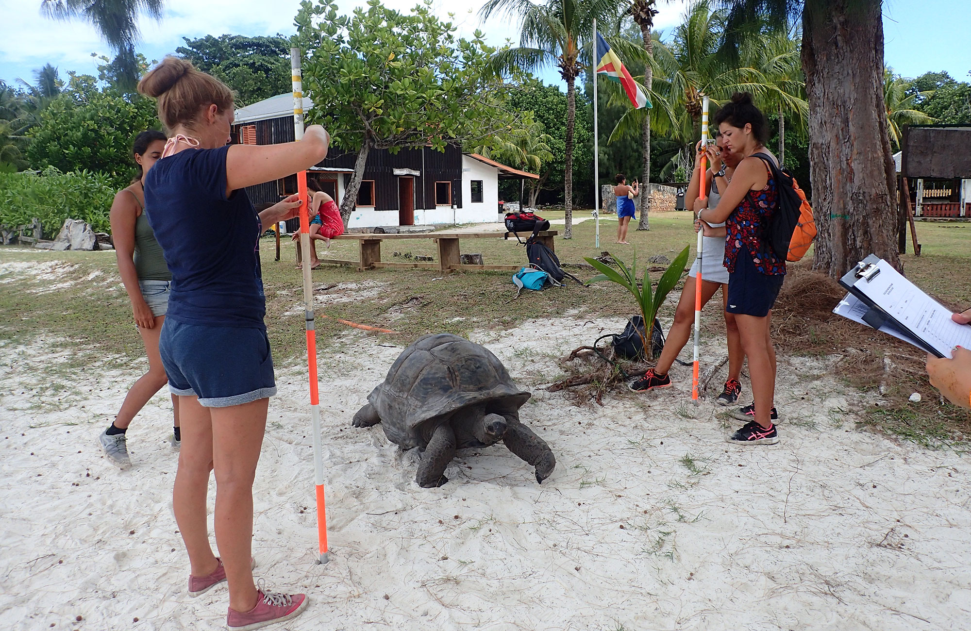En grupp kvinnor undersöker en sköldpadda på en strand under ett volontärprojekt vid havet.