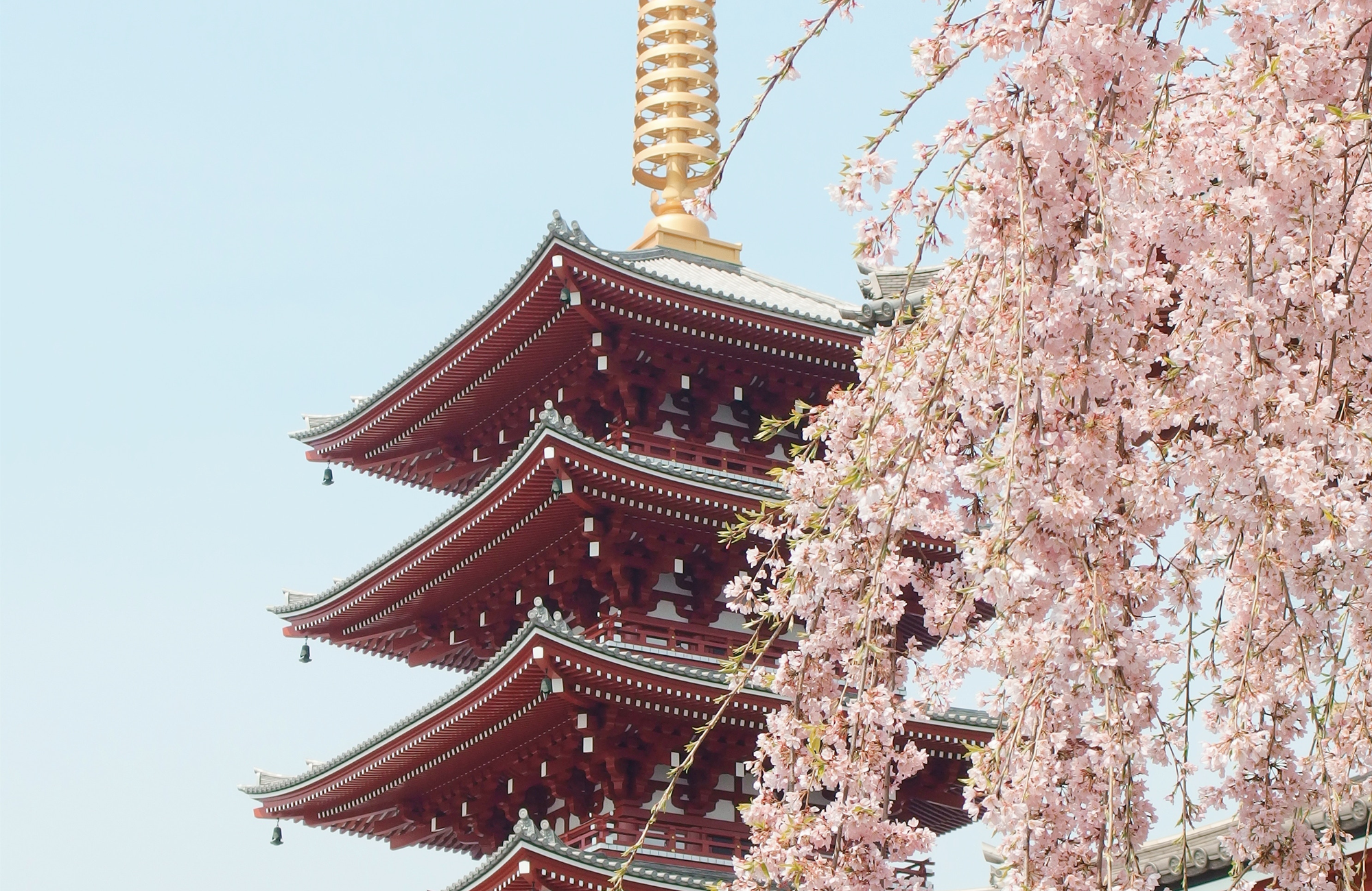ett tempel och ett blommande körsbärsträd i japan