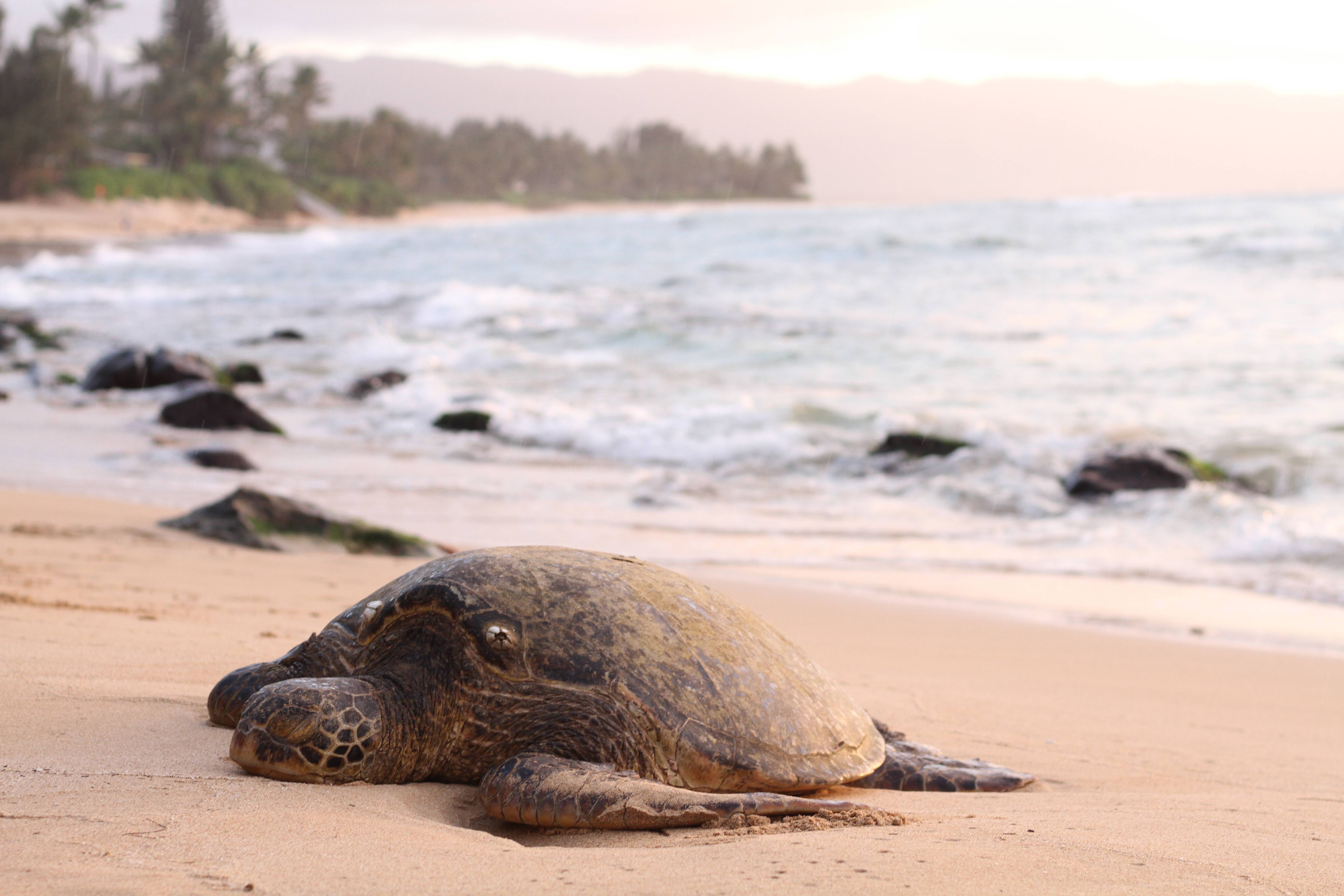 havssköldpadda på en strand i skymning
