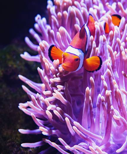 Resor till Stora Barriärrevet - världens största korallrev