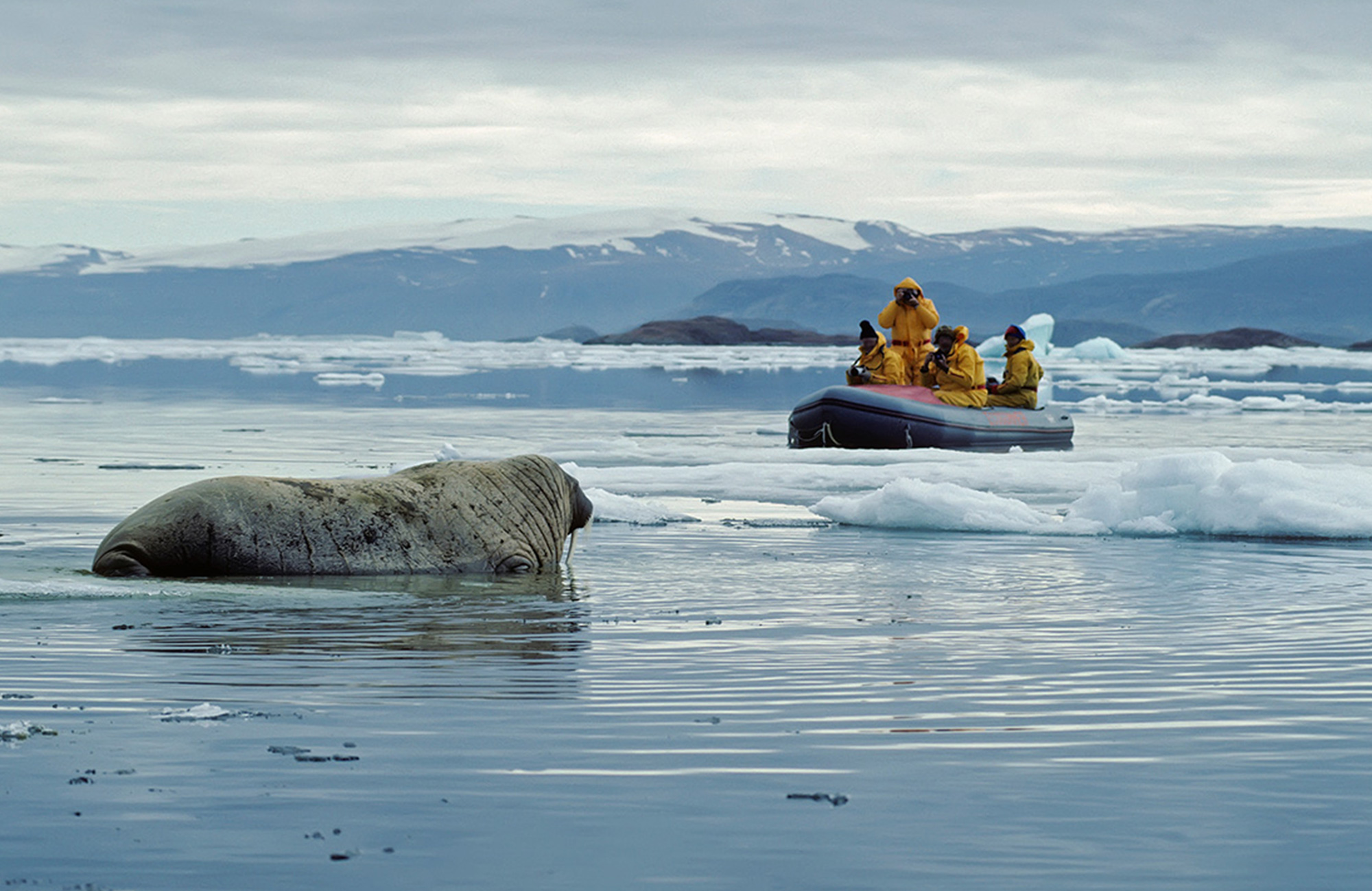 Valross vid Ellesmere Island i Kanada och utforskare