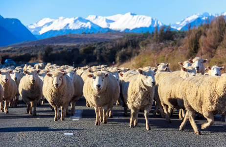 Under en resa i februari till Nya Zeeland lär du stöta på flockar med får.