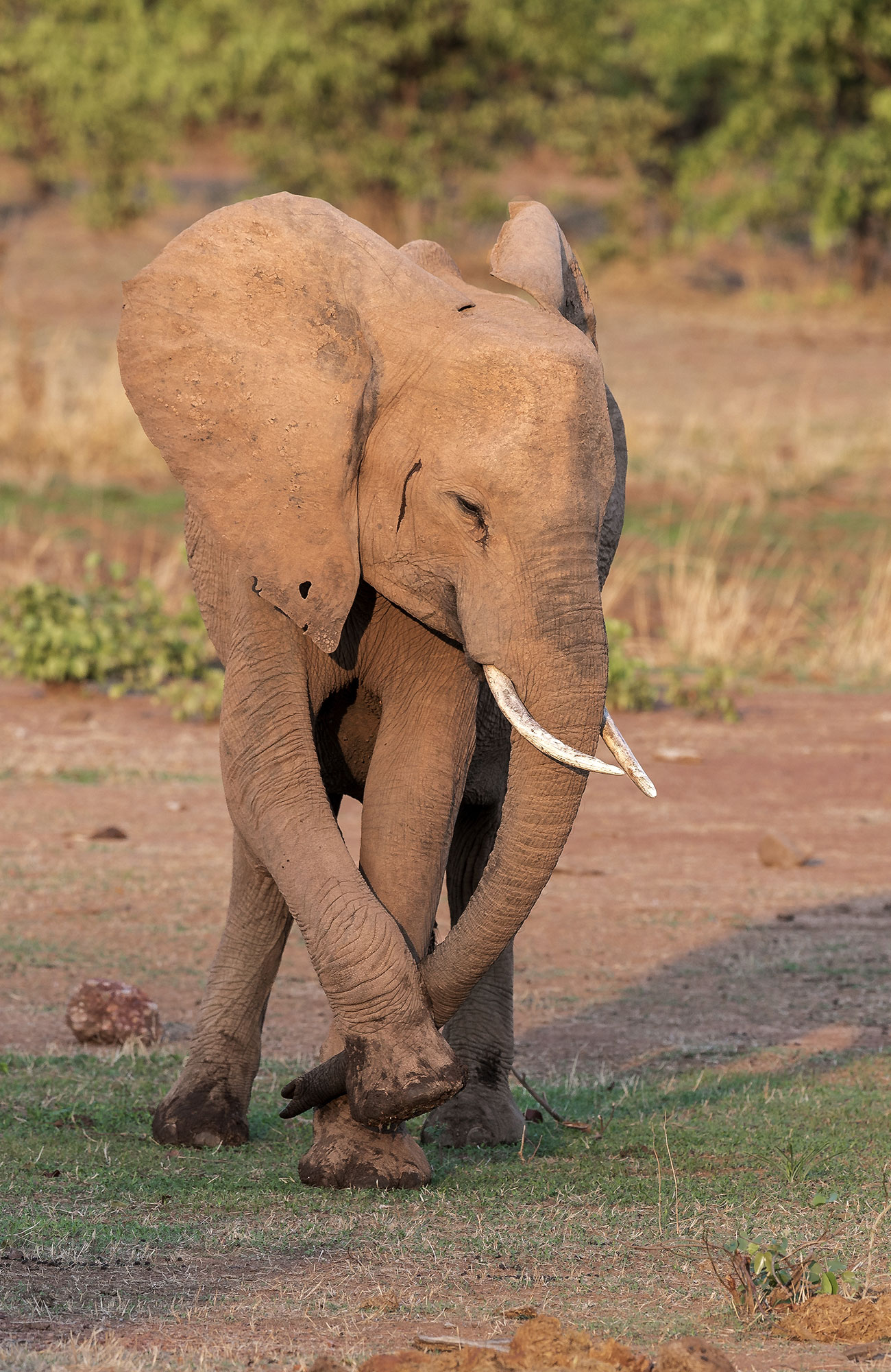 zambia-africa-elephant-south-luanga-valley-sidebar