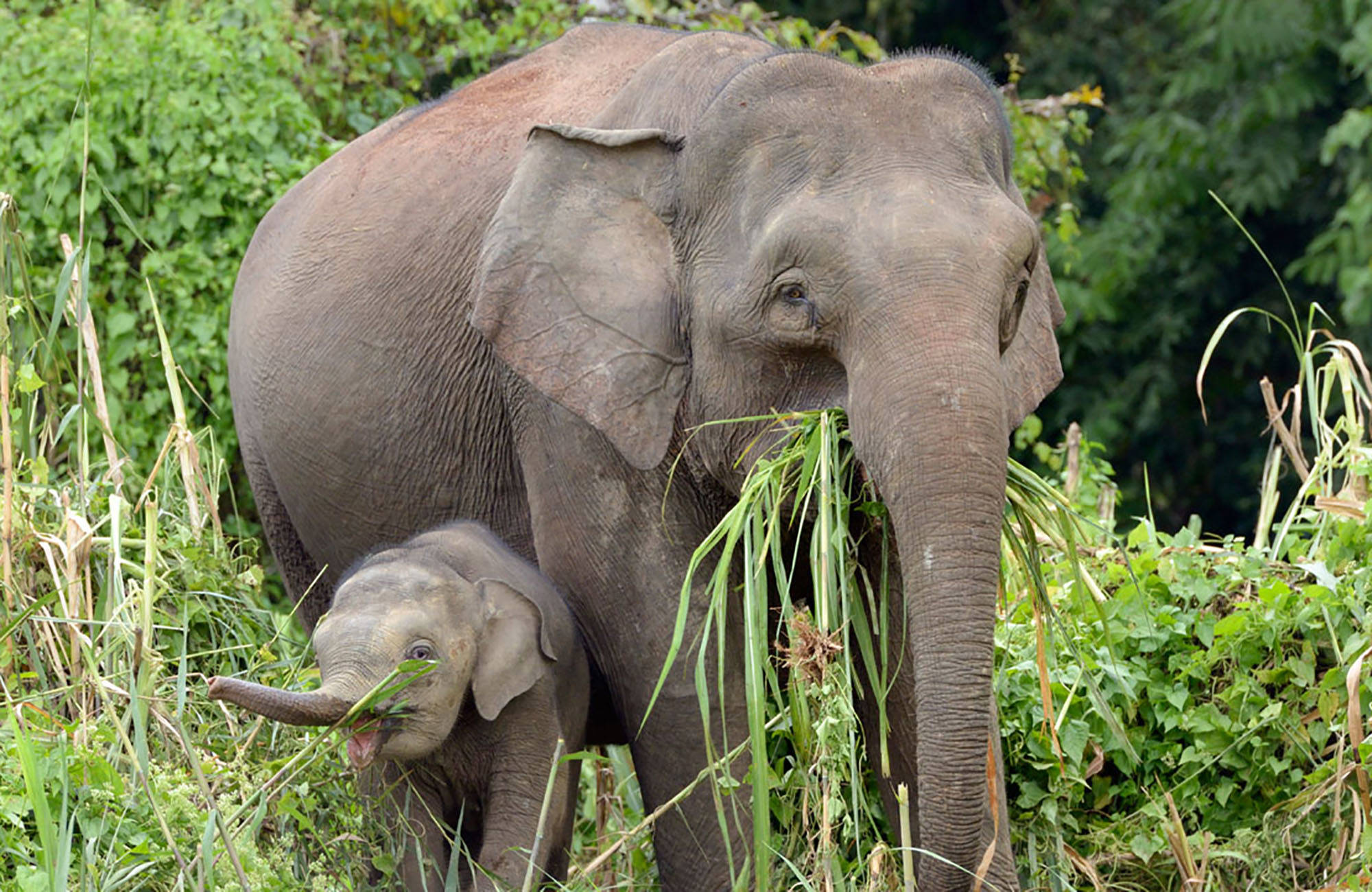 elefant med sin ungen under en resa till borneo