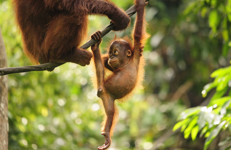 monkey-orang-oetans-cover