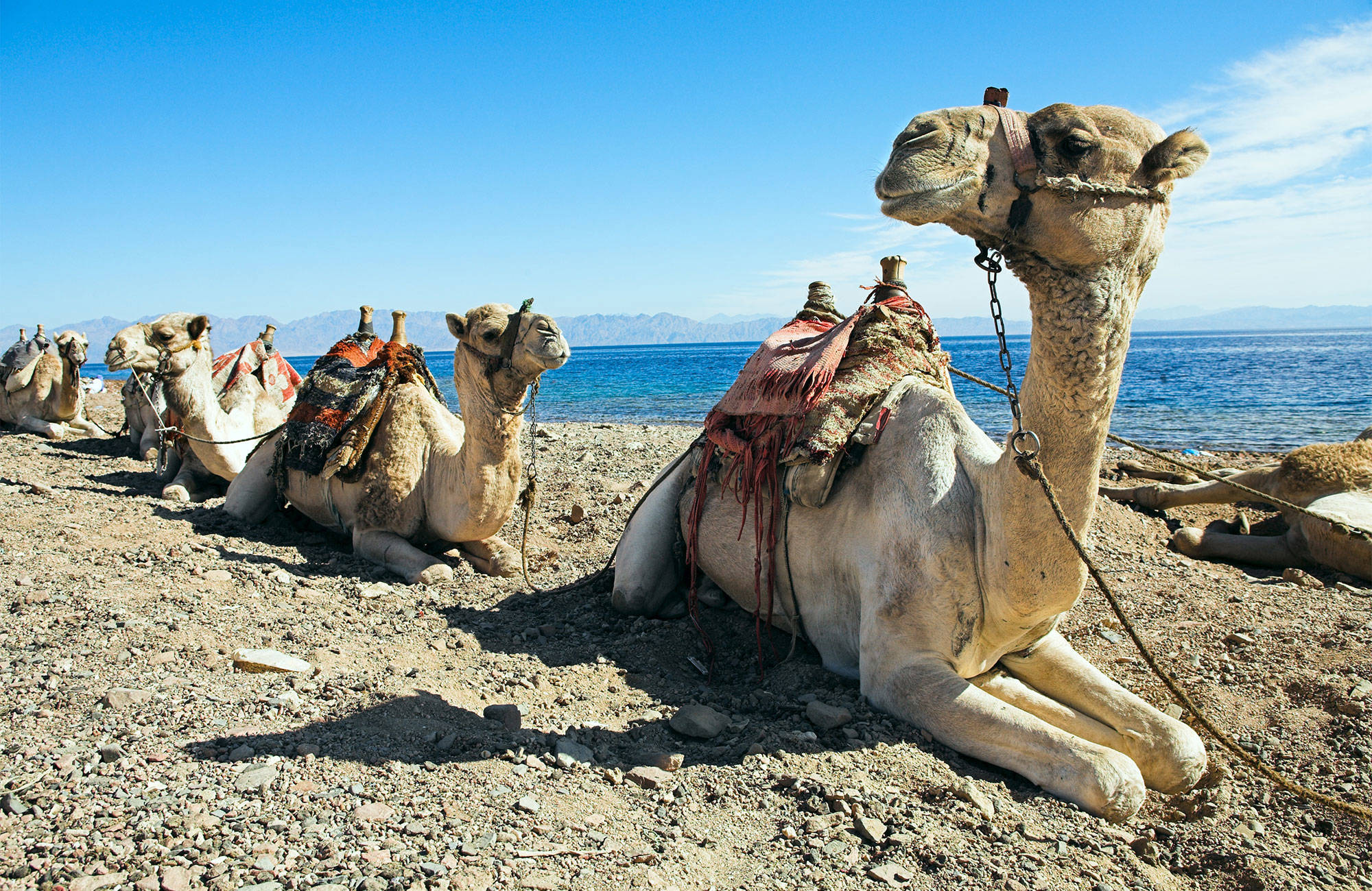 dahab-egypt-camels-cover
