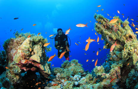 sharm-el-sheikh-diving-cover