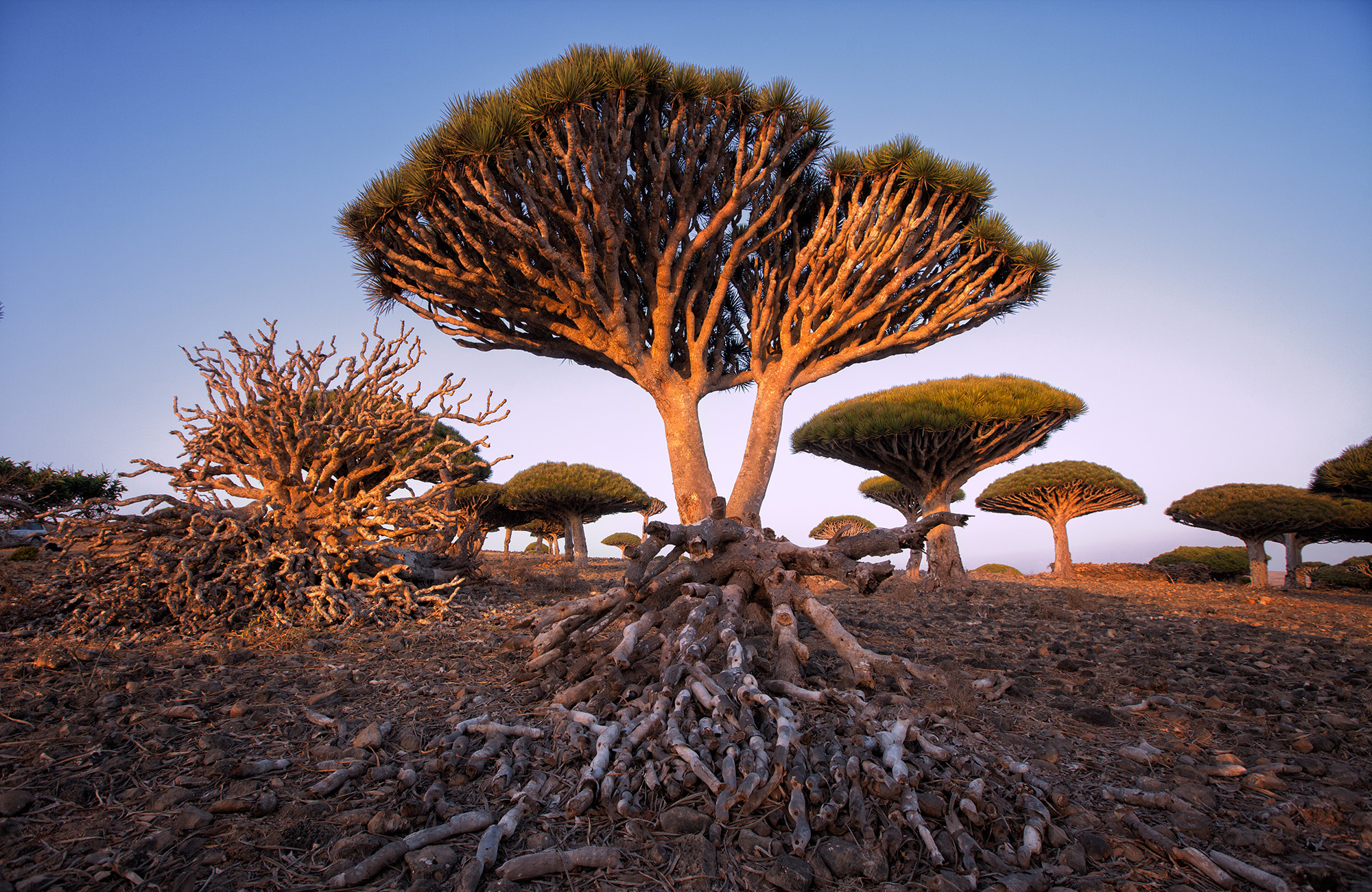 dragon tree på socotra island i yemen