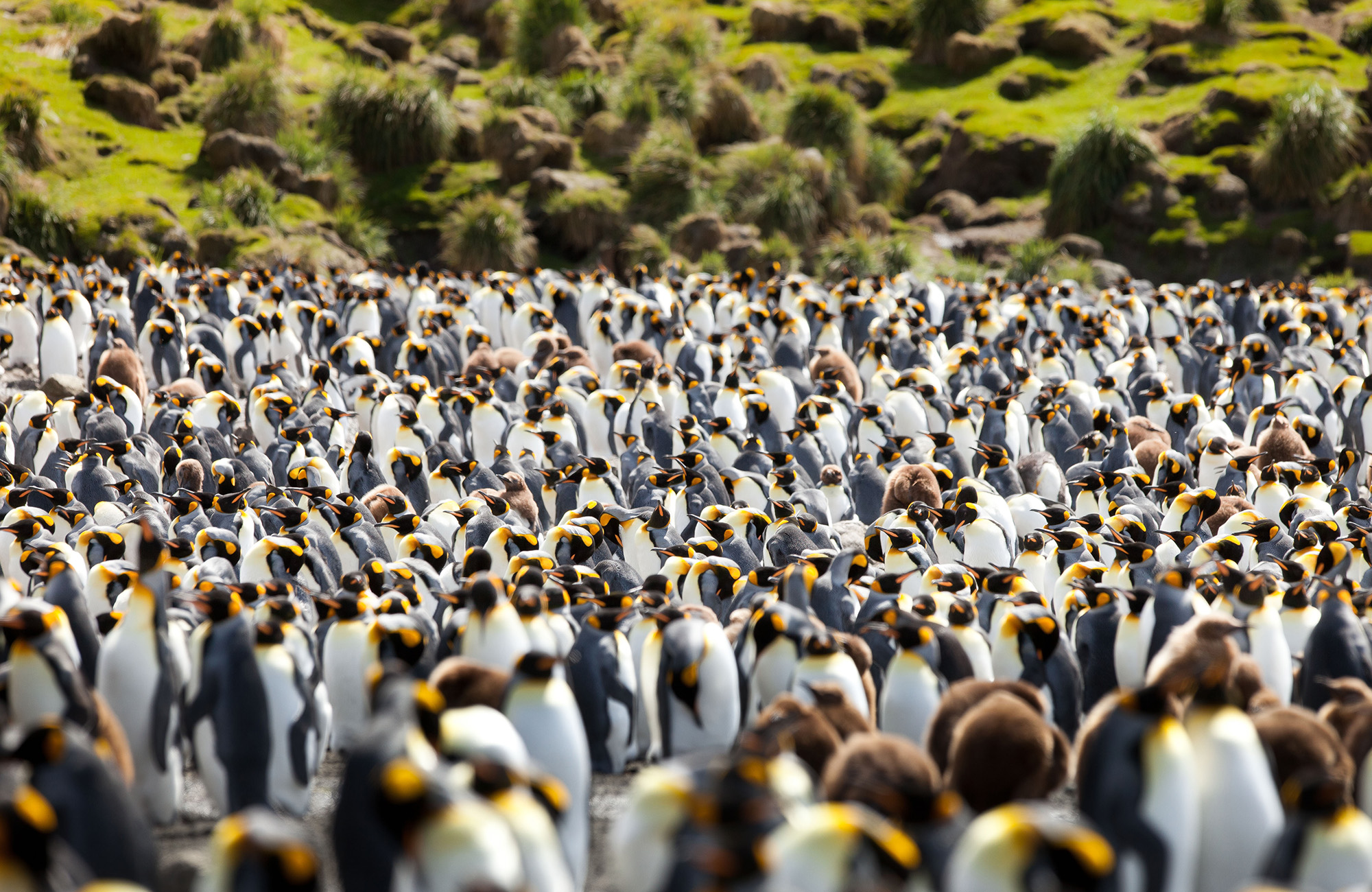 pingviner på macquarie island i australien