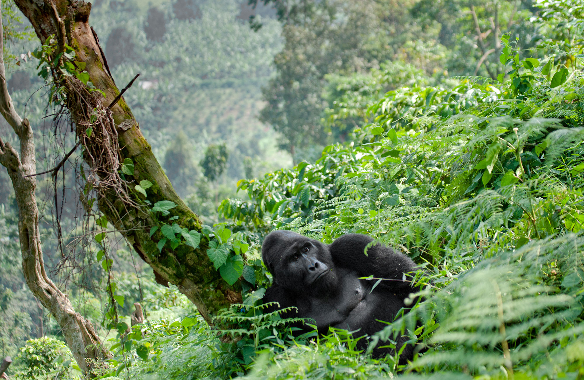 En bergsgorilla i Ugangads regnskog.