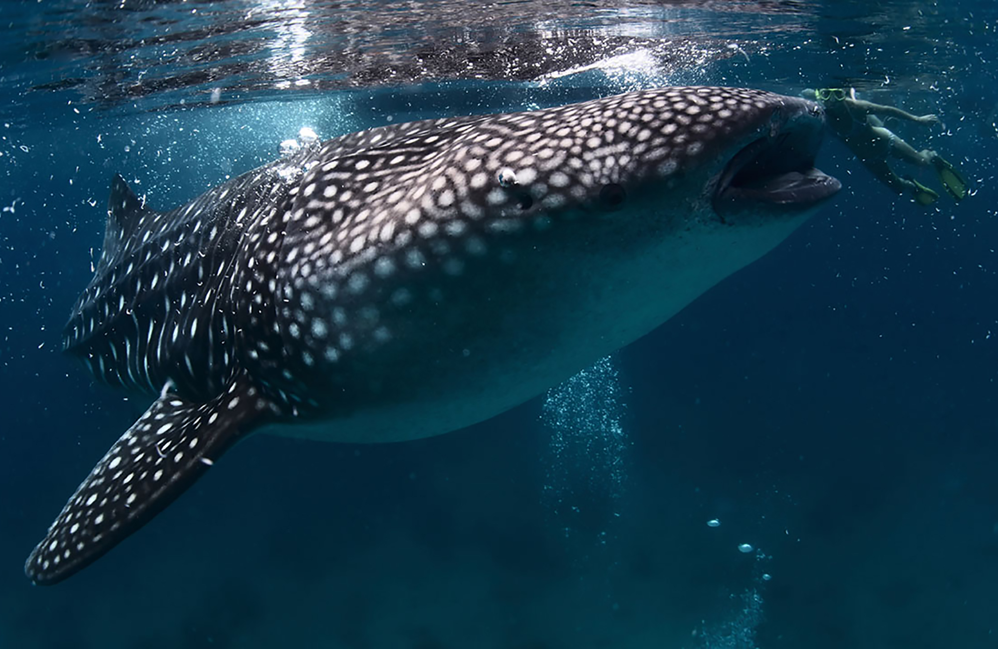 whale_shark-and-diver-philippines