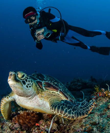 en dykare och en havssköljpadda i indonesien