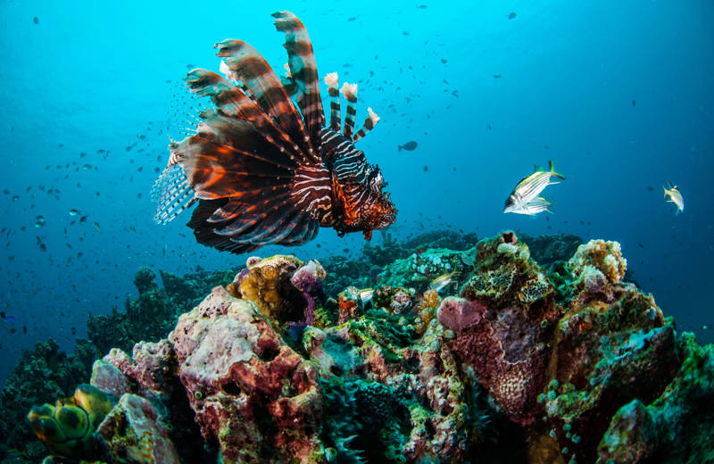 Lionfish spotted while diving in Indonesia